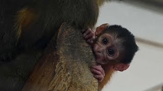 Budapest ecco il cucciolo di cercocebo dal ventre dorato una rarità [upl. by Kylen]