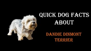 Quick Dog Facts About The Dandie Dinmont Terrier [upl. by Cappella793]