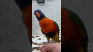 lorikeets parakeet parrot papagei попугай parrots papağan [upl. by Schaffel567]