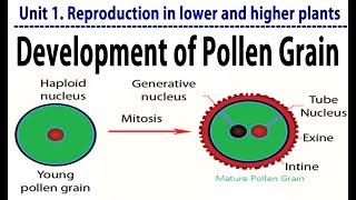 Development of Pollen Grain Development of MicrosporeDevelopment of Male gamete in flower12 Board [upl. by Carmel]