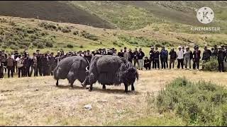 Two big yaks fight in the square and there are many people watching [upl. by Anawik]