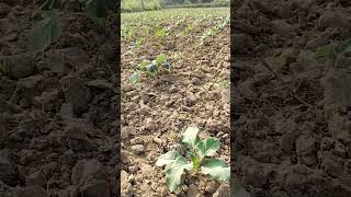 Gobi song bhojpuri farming [upl. by Eberhart177]