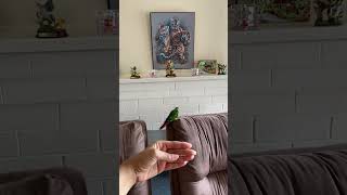 Green yellow side conure first flight 😍 [upl. by Stannfield]