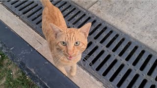 Cute orange cat meows loudly because its very hungry [upl. by Ailefo]