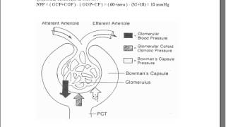 Dr Magdi Sabrykidney 3 The renal glomeruli [upl. by Irap]