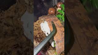 Rehousing P ornata tarantula tarantulas cutepets hobby inverts [upl. by Siward]