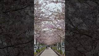 鎌倉の桜2024 段葛（鶴岡八幡宮） [upl. by Orville]