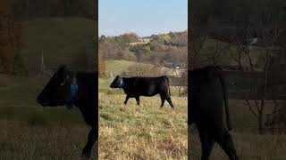 Registered Angus heifer in the beautiful hills of Eastern Kentucky [upl. by Evatsug844]