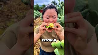 ¡Cosecha con Cuidado Así Se Cosechan las Tunas en el Nopal 🌵🍈 shorts [upl. by Arinayed710]