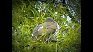 Yellowbilled Cuckoo  Coccyzus americanus [upl. by Thistle]