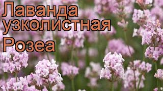 Лаванда узколистная Розеа lavandula angustifolia rosea 🌿 обзор как сажать рассада лаванды Розеа [upl. by Ellenaej976]