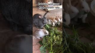 Rabbitsnibblers cutehome animals feeding [upl. by Assen]