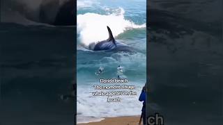 Florida beach The moment a huge whale appears on the beach florida shortvideo [upl. by Yona]