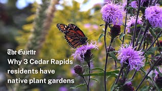 Why these 3 Cedar Rapids residents have native plant gardens [upl. by Tory29]