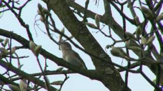 Garden Warblers Singing in the Dawn [upl. by Maclay]