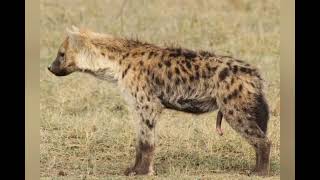 About Spotted Hyena Crocuta Crocuta [upl. by Adlai638]