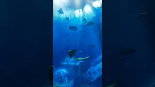 SeaWorld Abu Dhabi shorts [upl. by Annij]