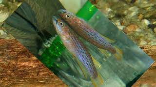 Epiplatys lamottei [upl. by Obla]