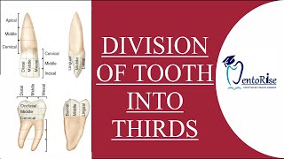 Division of tooth into thirds  Division into thirds teeth  Basic Concepts of Dental Anatomy [upl. by Cathee]