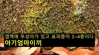 아기엄마이끼 Scapania ligulate subsp ligulta [upl. by Nagy]