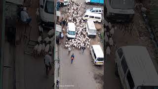 Thousands of goats spotted around kiamaiko for slaughter PLEASE SUBSCRIBE [upl. by Ramburt]