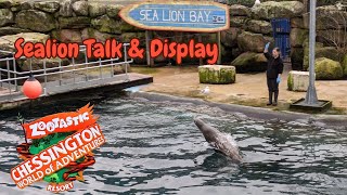 Sealion Talk amp Display Zootastic Weekends 2024 at Chessington World of Adventures Resort [upl. by Kobylak]