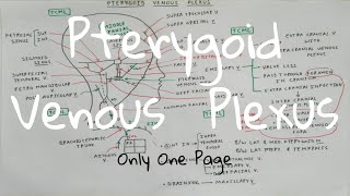 Pterygoid Venous Plexus  1 CHART  TCML [upl. by Noirad]