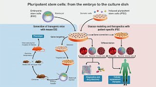 Understanding Human Pluripotent Stem Cell States and Their Applications with Thorold Theunissen [upl. by Nazler902]