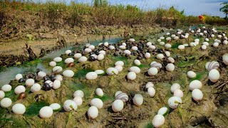 wow amazing  a fisherwoman pick a lots of duck eggs and snails on the moss at field near the road [upl. by Ardnaeel]