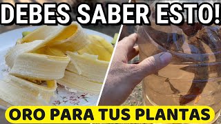 3 Usos INCREÍBLES De PIELES De Banana 🍌 Como ABONO Para Tus PLANTAS [upl. by Nedak751]