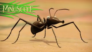 Minuscule  The Ants  Les Fourmis Season 2 [upl. by Barren886]