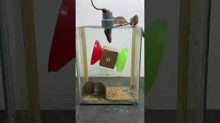 a super easy handmade mousetrap mouse mousetraptp bucketmousetrap mousetrap animals [upl. by Ecnesse]