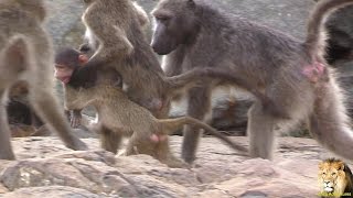 Baboon Trying To Steal Baby From Its Mother [upl. by Acirej161]