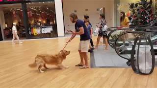 Dog is scared of the escalators  CONTENTbible Shorts [upl. by Desdamonna]