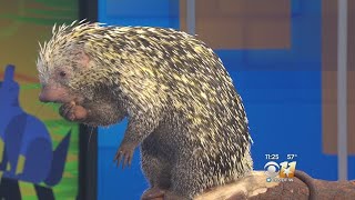 Wild Wednesday PrehensileTailed Porcupine [upl. by Cordelie]