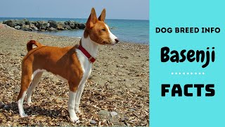 Basenji dog breed All breed characteristics and facts about Basenji dogs [upl. by Orgel]