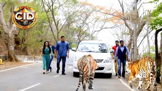 জঙ্গলে সিআইডি অফিসারের ওপর চড়াও হয় চিতা  সিআইডি CID  bengali crime series 2024 [upl. by Rehpinej147]