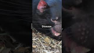 Tasmanian Devil 👹 Ferocious Little Devil [upl. by Nothgierc]