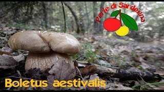 Boletus aestivalis in bosco di roverella [upl. by Jesse]