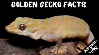 Discover Unexpected Facts about Golden Geckos [upl. by Ainotahs]