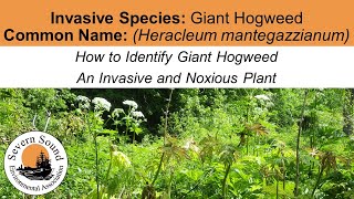 How to Identify Giant Hogweed – An Invasive and Noxious Plant [upl. by Daub]