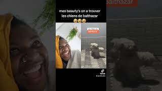 Les chiens de balthazar videodrole humour rire [upl. by Roberta473]