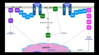 BrainDerived Neurotrophic Factor BDNF  Signaling amp Mechanism [upl. by Atsyrt68]