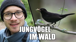 Nachwuchs bei Specht Meise und Zaunkönig  Vögel im Wald [upl. by Ityak]