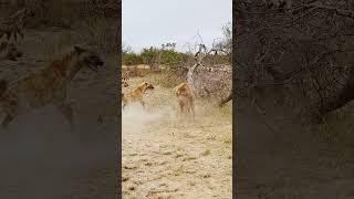 Dramatic Rescue by Hyenas after a Lion Catches one [upl. by Atcele575]