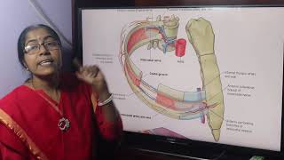 Lecture On Typical Intercostal Space [upl. by Nabe]