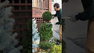 Pruning An Overgrown Topiary Tree shorts landscaping [upl. by Fleisig438]