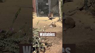 WALLABIES 🦘 New Exhibit sdzsafaripark [upl. by Marduk462]