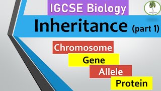 inheritance part 1 Chromosomes genes alleles IGCSE biology [upl. by Leyes]