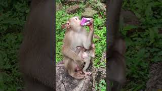 FLORA with LUNO very happy😘💐Ge3 monkeys viral animals shortsvideo monkeyvideo babymonkey [upl. by Nolahs]